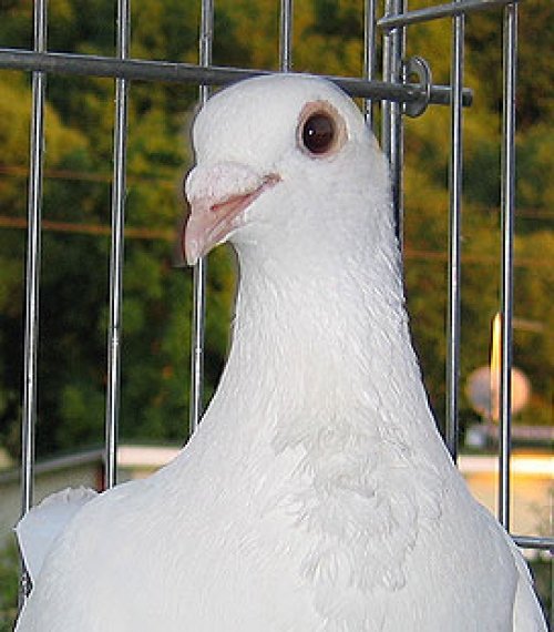 Balandžių nuoma Balti Balandžiai
