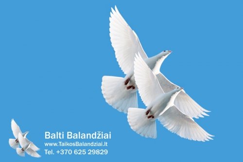 Balandžių nuoma Akcija! Balti balandžiai vestuvėms, krikštynoms.