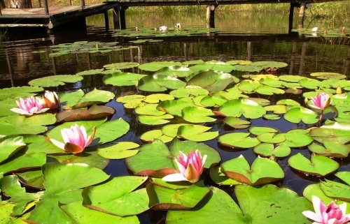 Sodybos, dvarai, vilos Kaimo turizmo sodyba gražioje vietoje"GERVIŲ TAKAS"