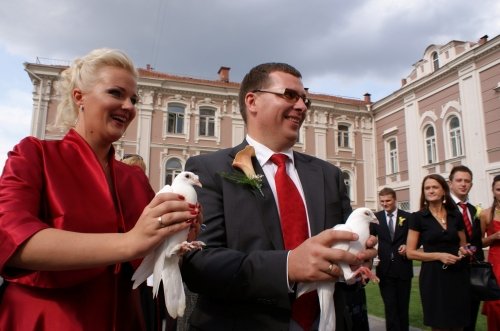 Balandžių nuoma Balti balandžiai vestuvėms.