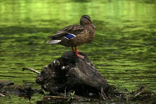 Foto paslaugos, fotografija Fotografas Vestuvėms - Walentinas Ronil