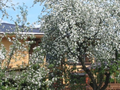 Sodybos, dvarai, vilos Vila Census - (salė, pirtis, SPA baseinas)
