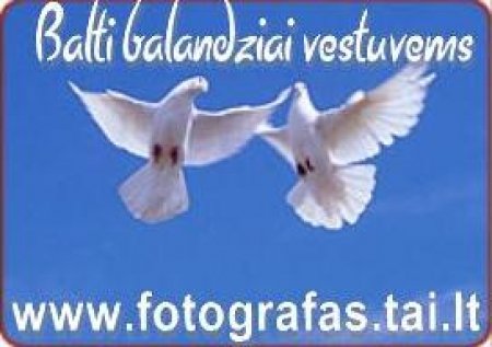 Balti balandžiai vestuvėms ir kitoms progoms.

 logo