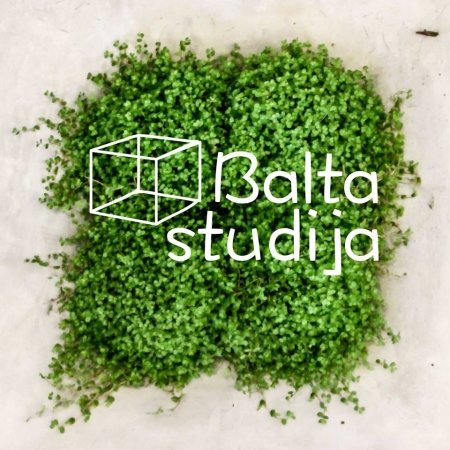 Vestuvinių atributikos ir dekoracijų nuoma  logo